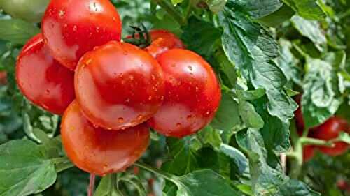 Tomates au jardin : conseils pour une récolte abondante