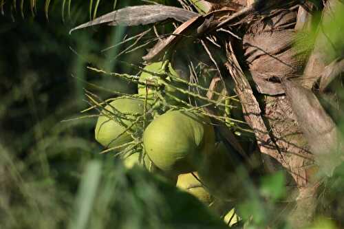 La noix de coco