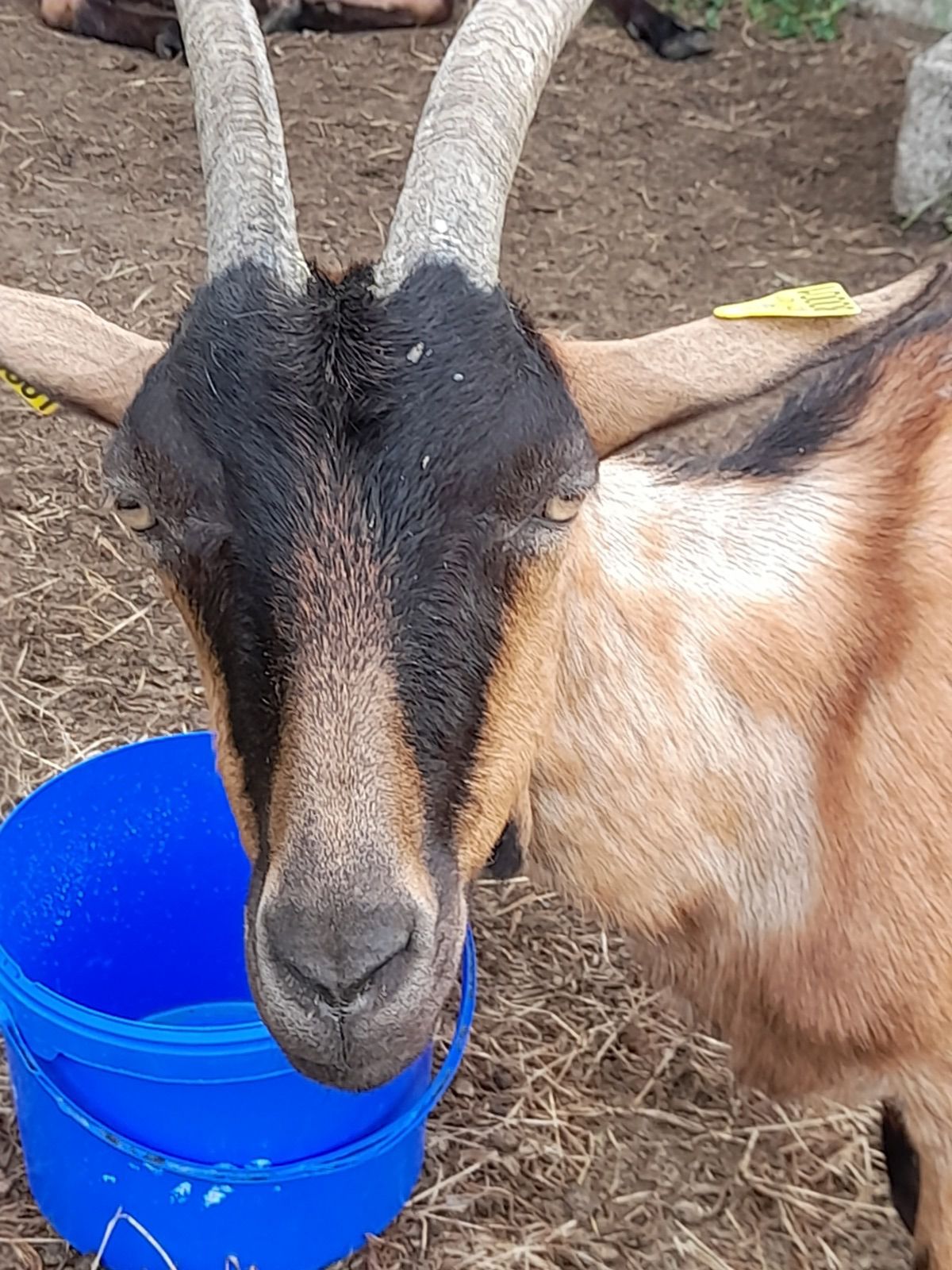 On va vous rendre carrément chèvre 