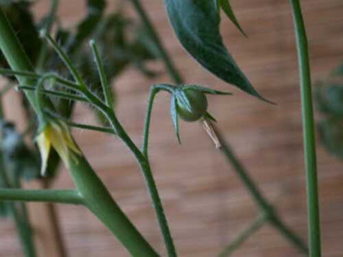 Mon premier bébé tomate cerise est né