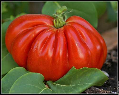 Tomate coeur de Boeuf ...