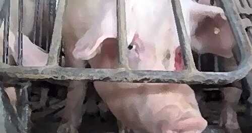 [Animation] Gestation Crate Pigs, Locked Up Hell