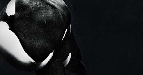 [Docu] Blackfish : L'orque tueuse ce soir sur Arte