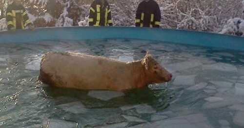 Une Vache s'échappe de l'abattoir !