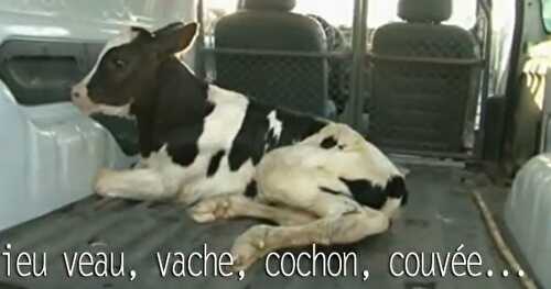 [Video] ADIEU VEAU, VACHE, COCHON, COUVÉE... 