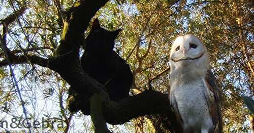 [Vidéo] Comme Hibou et Chat !