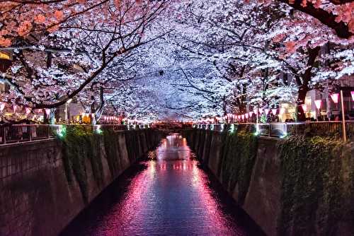 Les fleurs de cerisiers et leur utilisation au Japon