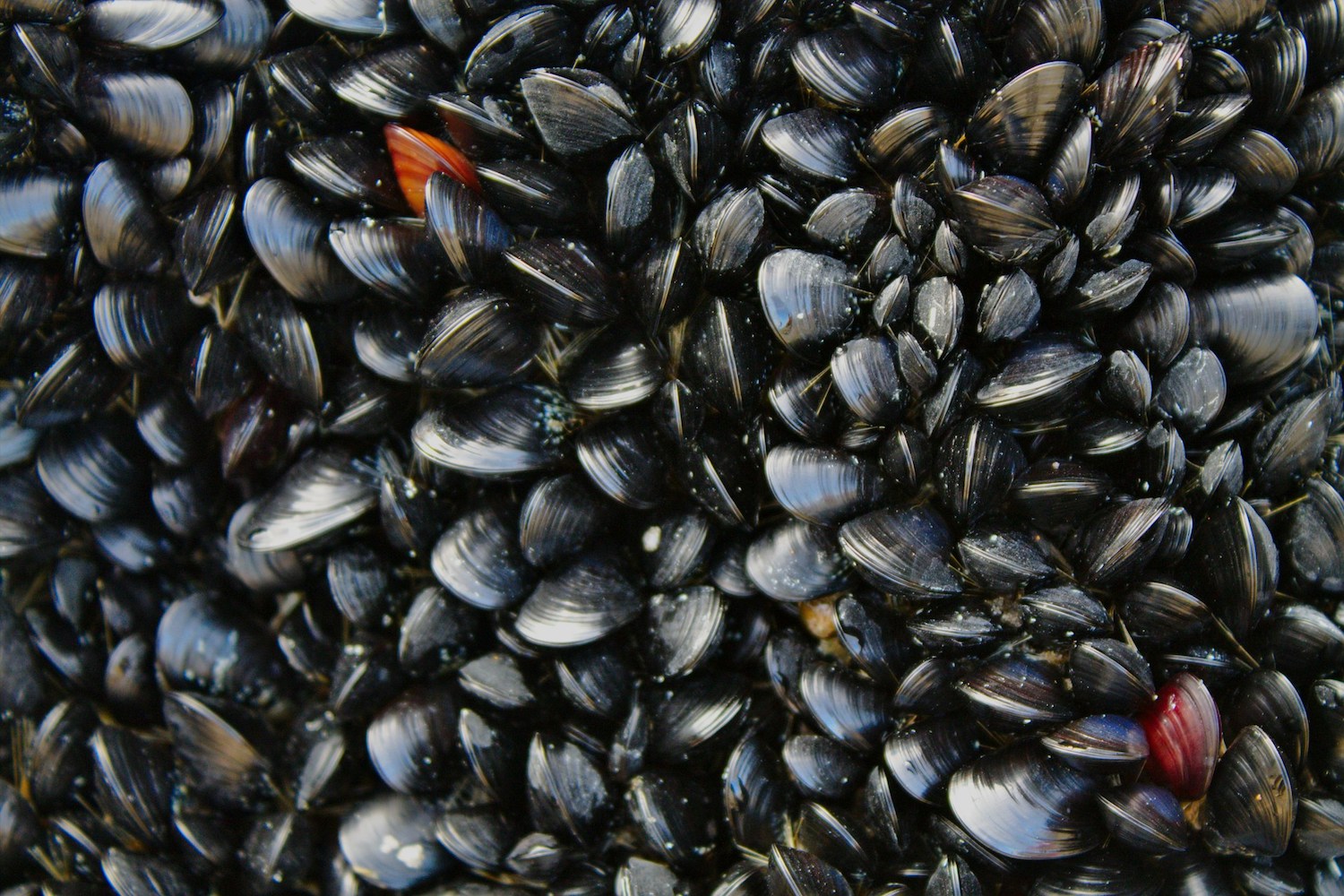 Combien de moules par personne ? J’ai pesé, calculé et testé pour ne plus jamais me tromper !