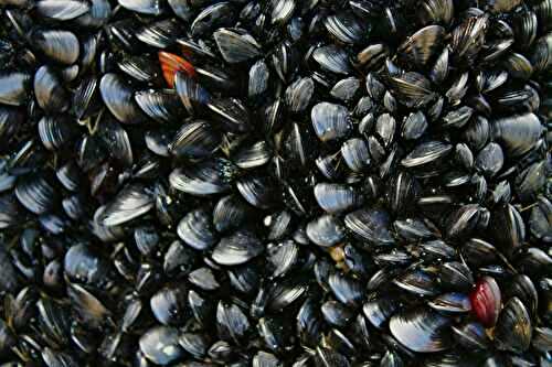 Combien de moules par personne ? J’ai pesé, calculé et testé pour ne plus jamais me tromper !