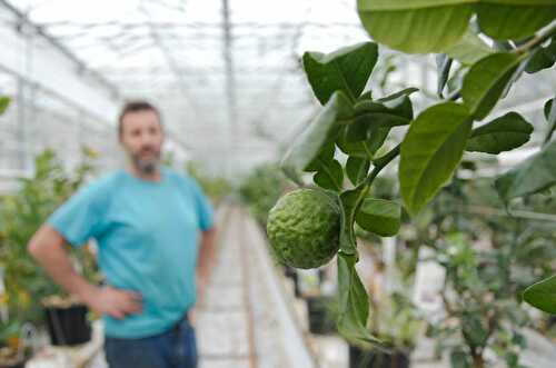 Combava, main de Bouddha, citron caviar… Les agrumes bretons de Gilles Le Bihan