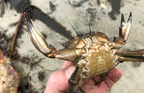 Comment pêcher l’étrille