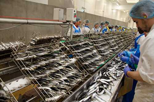 Dans les coulisses d’une conserverie de sardine à Douarnenez