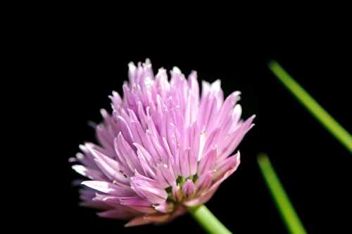 L’idée de la semaine Utilisons les fleurs de ciboulette