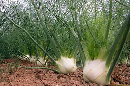 Le fenouil est aussi un légume