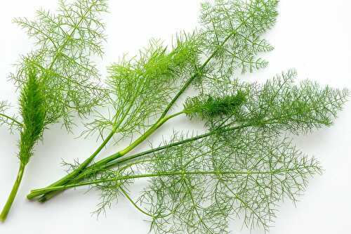 Le fenouil sauvage, une plante méditerranéo-bretonne