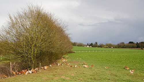 Le poulet de Janzé version Bio