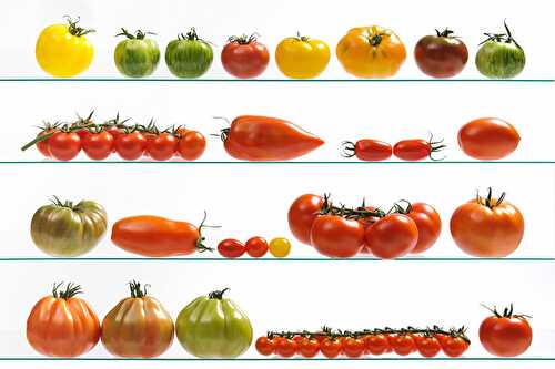Les variétés de tomates