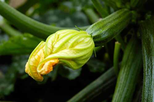 Septembre 2020 C’est le mois de la courgette !