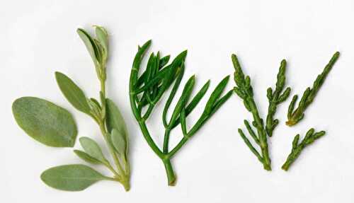 Trois plantes maritimes comestibles : l’obione, la criste, la salicorne