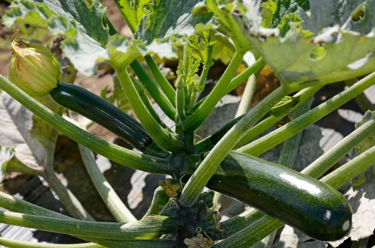 La courgette, du jardin à la cuisine