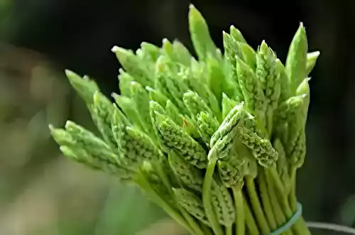 L’ornithogale, une asperge des bois