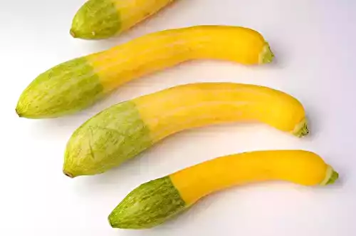 La courgette Zéphyr