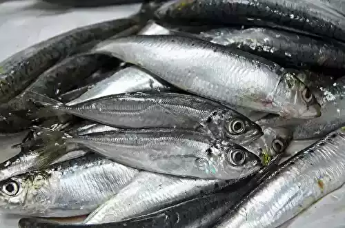 Quel est ce drôle de petit poisson parmi mes sardines ?