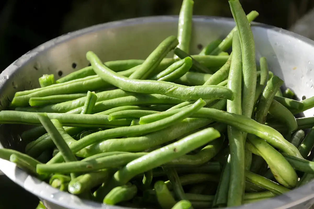 Haricots verts à la tomate