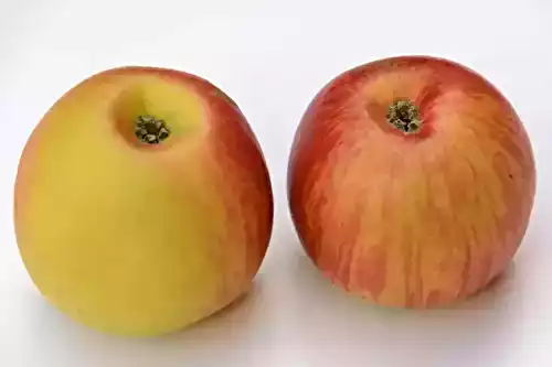La pomme reine des reinettes