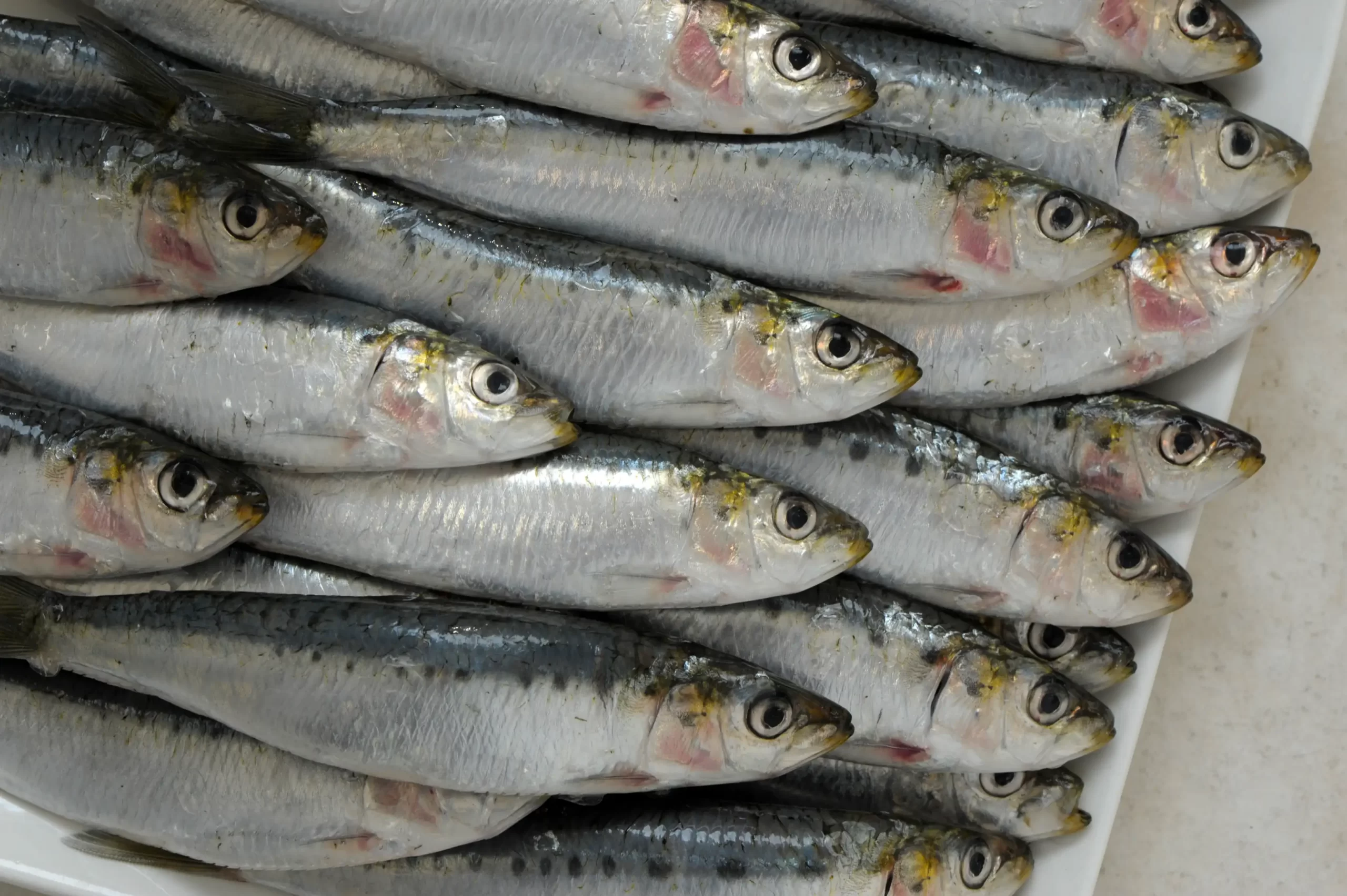La sardine