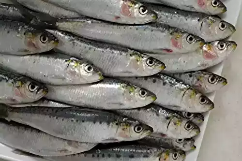 La sardine