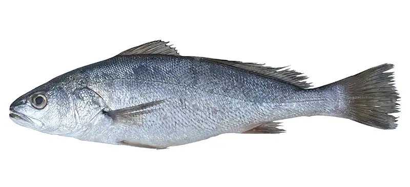 Le maigre, un poisson qui gagne à être connu