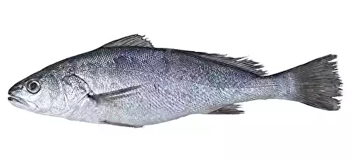 Le maigre, un poisson qui gagne à être connu