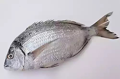 Le sar, poisson méconnu au goût variable