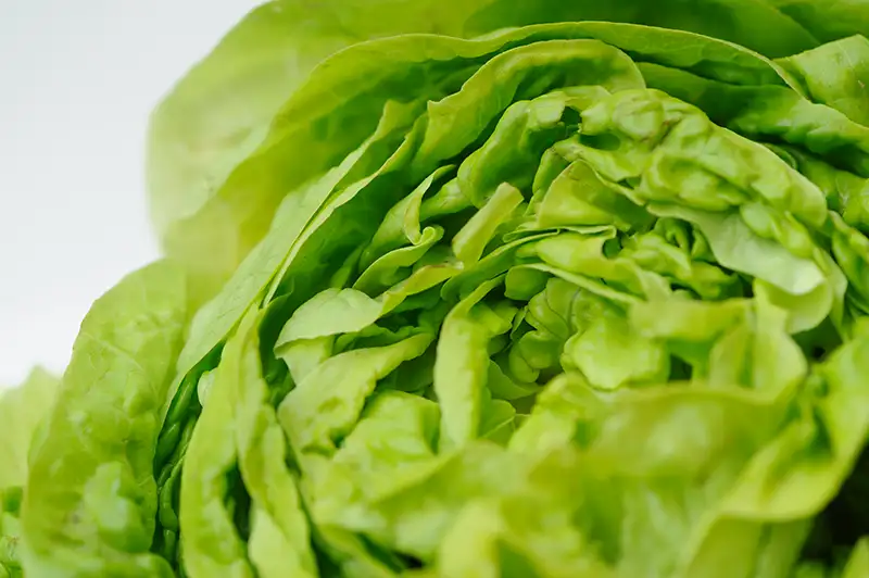 Au secours, mon ado est végétarien : préambule