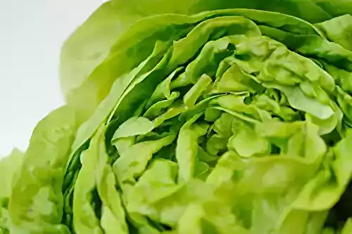 Au secours, mon ado est végétarien : préambule