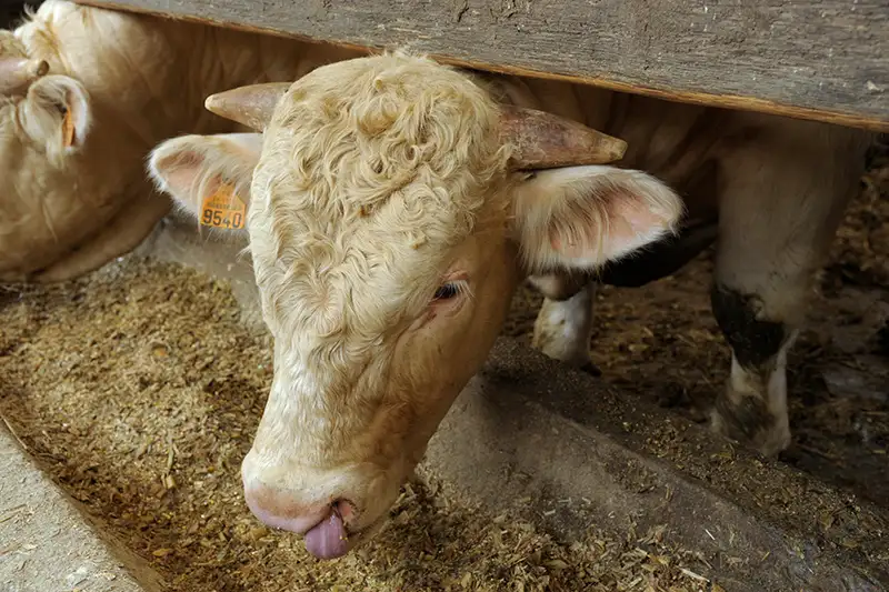 Mon ado est végé – 1. Bonne nouvelle !