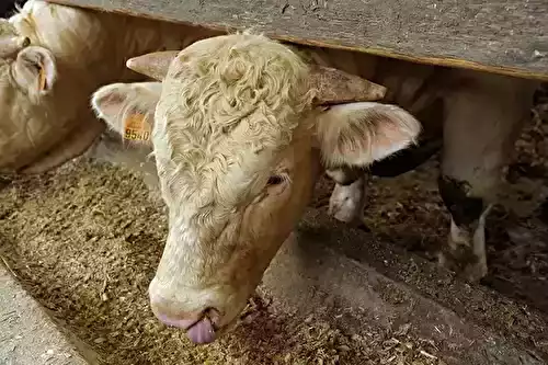 Mon ado est végé – 1. Bonne nouvelle !