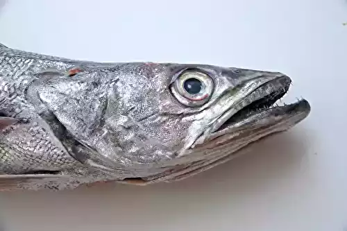 Le merlu, un poisson à cuisiner