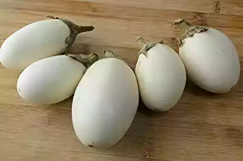 L’aubergine « à œuf », une curieuse variété ancienne