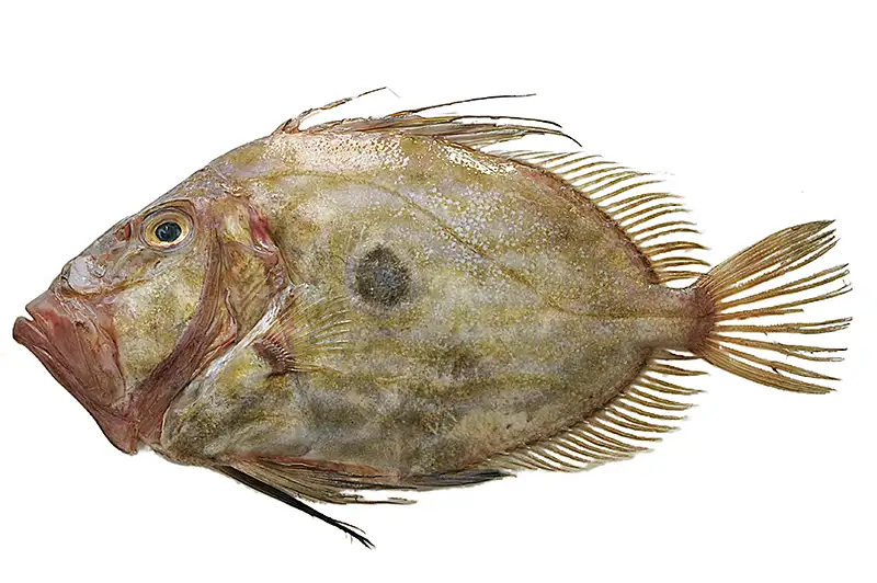 Saint-Pierre : l’essentiel pour cuisiner ce poisson