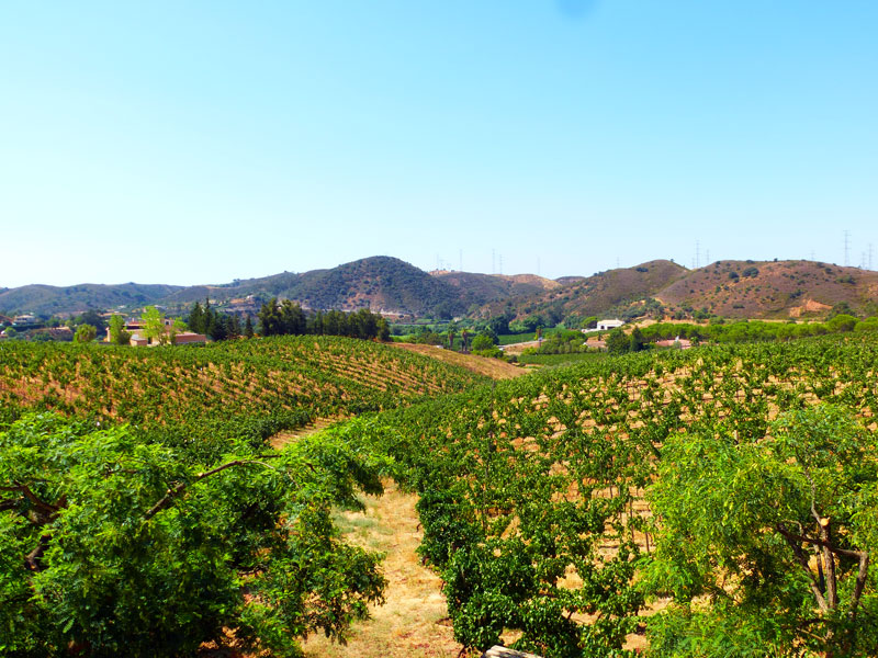 Un autre Algarve: terroirs et acteurs du vin