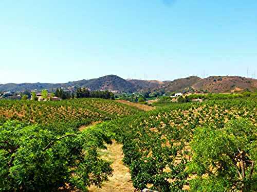 Un autre Algarve: terroirs et acteurs du vin