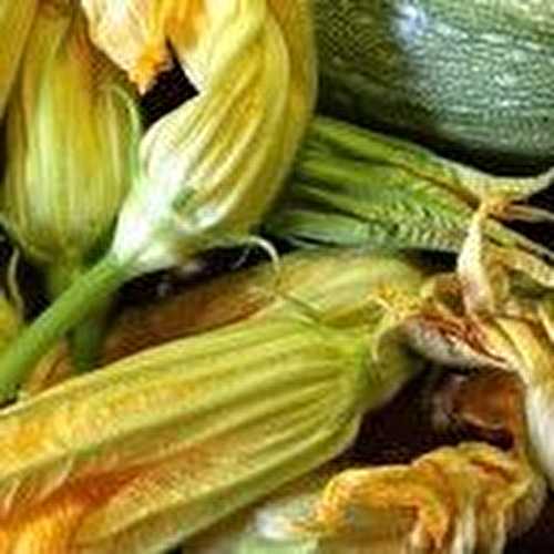 Fleurs de courgette farcies