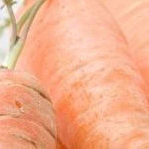 Petit pot de carottes