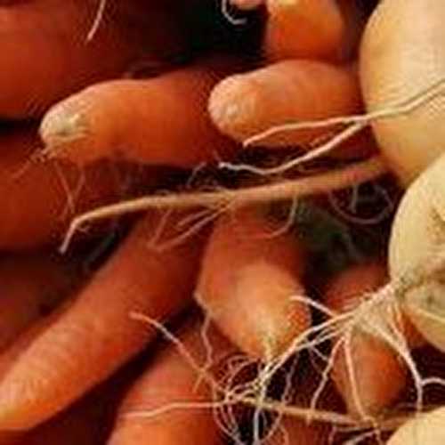 Potage de navets et carottes nouvelles