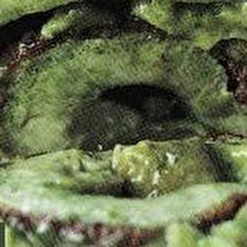 Arboulastre (omelette verte)