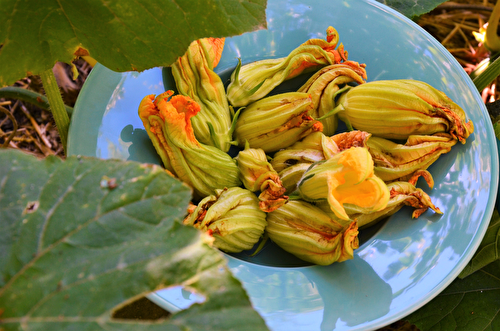 Beignets de fleurs de courgettes