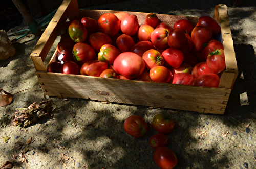 CONSERVES DE TOMATES