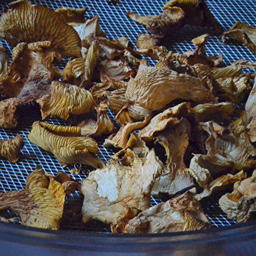 Déshydratation de girolles